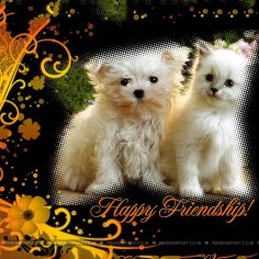 Frienship day 2016